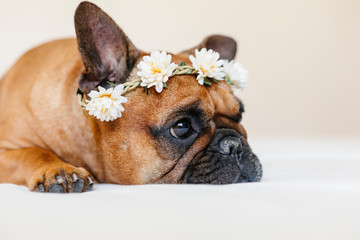 cute brown french bulldog lying on bed at home. Wearing a beautiful white wreath of flowers. Pets indoors and lifestyle