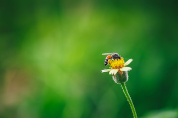 bee on a flower with blur background