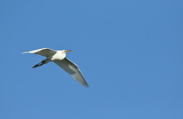One Great egret gliding with a blue sky as background