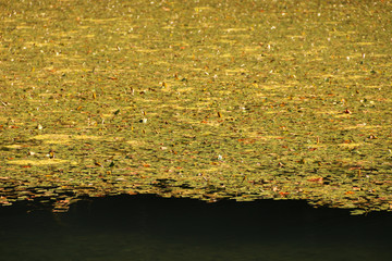 autumn leaves reflecting in water
