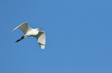 One Great egret gliding with a blue sky as background