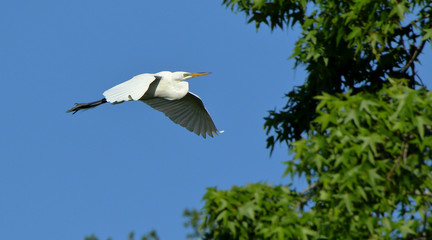 One Great egret gliding with a blue sky as background