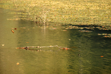 autumn leaves reflecting in water