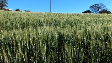 Green Wheat Plantation