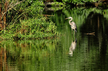A great Blue heron standing in a pond