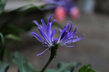 flor linda