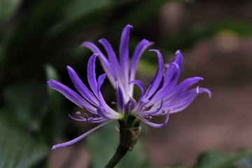 flor linda