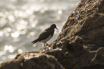 Bird on Rock