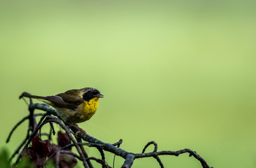 Male Common Yellowthroat (Geothlypis trichas) Warbler perched on tree after the rain with green wetlands background 