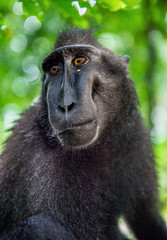 The Celebes crested macaque. Close up portrait. Green natural background.   Crested black macaque, Sulawesi crested macaque, or the black ape. Natural habitat. Sulawesi. Indonesia.
