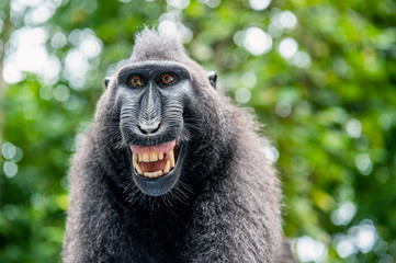 Celebes crested macaque with open mouth. Close up portrait on the green natural background. Crested...