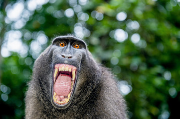 Celebes crested macaque with open mouth. Close up portrait on the green natural background. Crested...