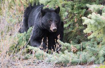 Fototapeta premium Black bear in the wild