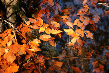 autumn leaves reflecting in water