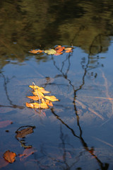 autumn leaves reflecting in water