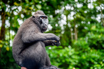 The Celebes crested macaque.  Green natural background.   Crested black macaque, Sulawesi crested macaque, or the black ape. Natural habitat. Sulawesi. Indonesia.