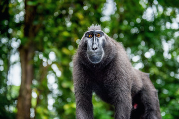 The Celebes crested macaque.  Green natural background.   Crested black macaque, Sulawesi crested macaque, or the black ape. Natural habitat. Sulawesi. Indonesia.