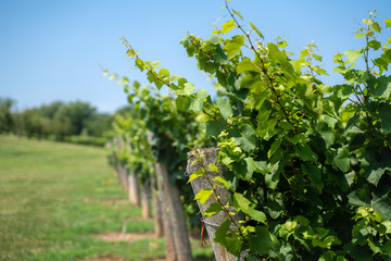 Fototapeta na wymiar vineyard with rows of vines 