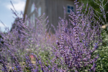 lavender bush with house in background 