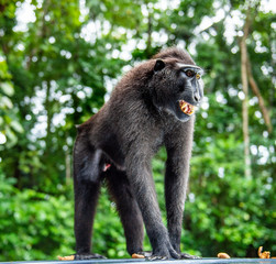 Celebes crested macaque with open mouth. Green natural background. Crested black macaque, Sulawesi crested macaque, or black ape. Natural habitat. Sulawesi Island. Indonesia