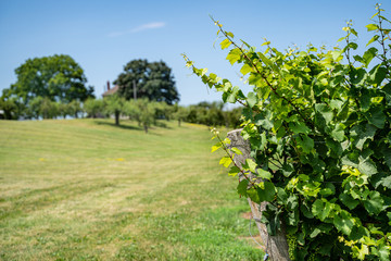 Vines in vineyard with field in background 