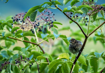 Juvenille Indigo Bunting (Passerina cyanea) perched under magical berries with dew drops on an early summer morning in the fog