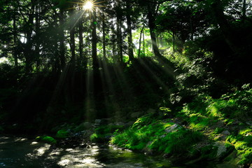 Obraz premium 岩手県 夏の渓流