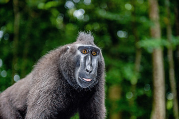The Celebes crested macaque.  Green natural background.   Crested black macaque, Sulawesi crested macaque, or the black ape. Natural habitat. Sulawesi. Indonesia.
