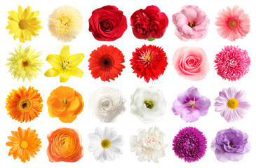 Set of different beautiful flowers on white background
