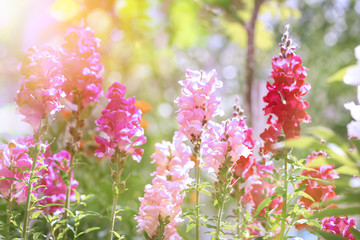 Beautiful spring flowers in garden on sunny day