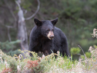 Fototapeta premium Black bear in the wild