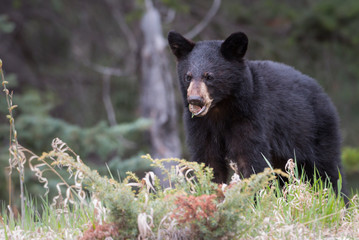 Black bear in the wild