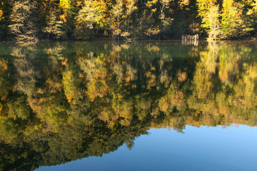autumn leaves reflecting in water