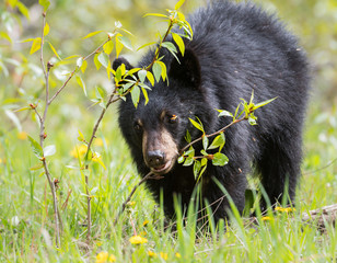 Black bear in the wild