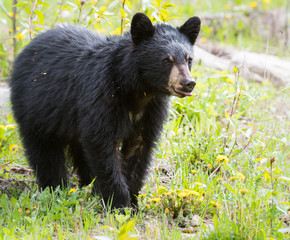 Black bear in the wild