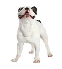 French bulldog on white background. Adorable pet