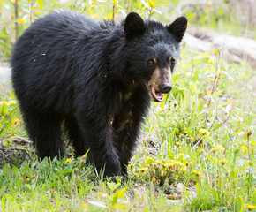 Black bear in the wild