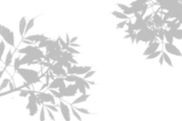 Obraz premium The shadow of the plant on the white wall. Black and white summer background for photo overlay or mockup