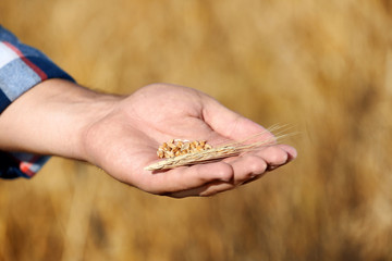 Farmer with wheat grains in field, closeup. Cereal farming