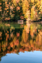 Fototapeta premium autumn leaves reflecting in water