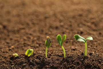 Little green seedlings growing in fertile soil