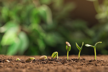 Little green seedlings growing in fertile soil against blurred background. Space for text