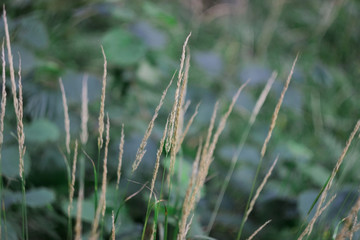 yellow grass on a green background. Tall grass in a dark forest. Beautiful calm pacific grassy background.