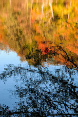 autumn leaves reflecting in water