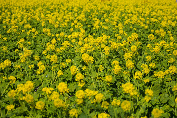 菜の花