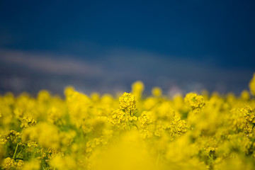 Obraz premium 菜の花