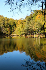 autumn leaves reflecting in water