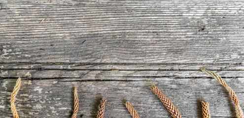 Wooden background with pine cones and copy space