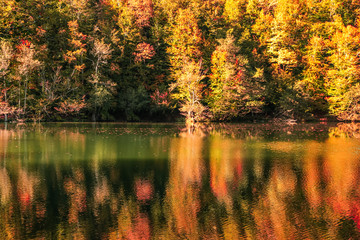 autumn leaves reflecting in water