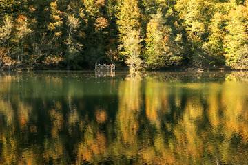 autumn leaves reflecting in water